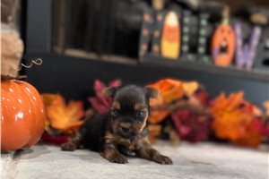 Jaime - Yorkie for sale