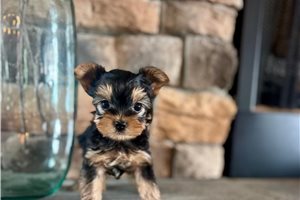 Levi - Yorkshire Terrier - Yorkie for sale