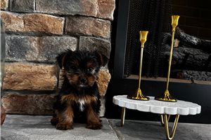 Amari - puppy for sale