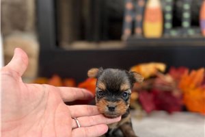 Jules - Yorkie for sale