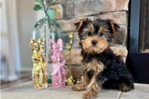 Dusty - Yorkshire Terrier - Yorkie for sale
