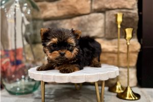 Logan - Yorkshire Terrier - Yorkie for sale