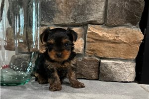 Sheldon - Yorkshire Terrier - Yorkie for sale