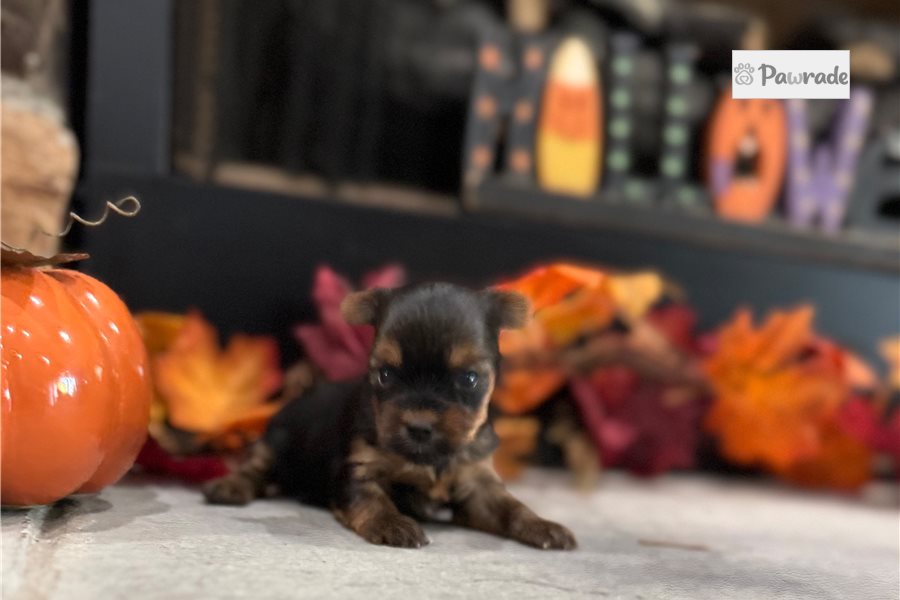 Jaime - Yorkshire Terrier for sale