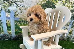 Cadence - Malti Poo - Maltipoo for sale