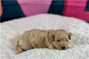 Beth - Malti Poo - Maltipoo for sale