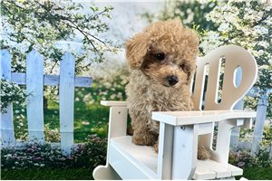 Coby - Malti Poo - Maltipoo for sale