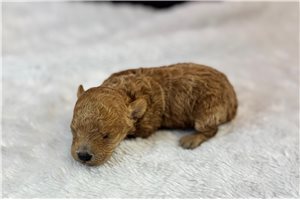 Bailey - Malti Poo - Maltipoo for sale