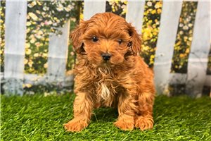 Bentley - Malti Poo - Maltipoo for sale
