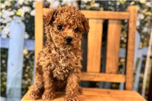 Bailey - Malti Poo - Maltipoo for sale