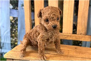 Bailey - Malti Poo - Maltipoo for sale