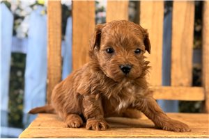 Bentley - Malti Poo - Maltipoo for sale