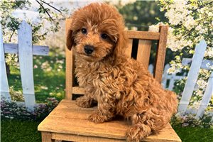 Cruz - Malti Poo - Maltipoo for sale