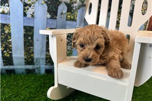 Cruz - puppy for sale