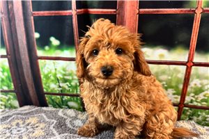 Cruz - Malti Poo - Maltipoo for sale