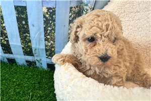 Coby - puppy for sale