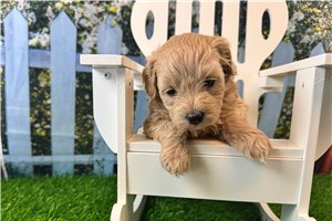 Cadence - Malti Poo - Maltipoo for sale