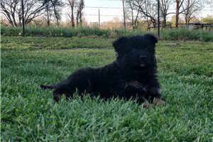 Collin - puppy for sale