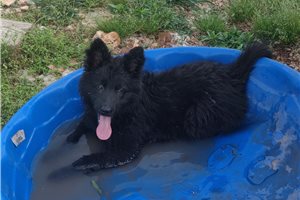Carrie - German Shepherd for sale