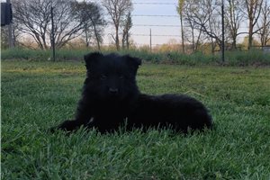 Cyrus - puppy for sale