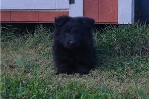 Widget - German Shepherd for sale