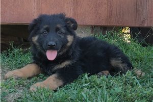 Nova - German Shepherd for sale