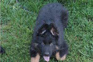Collin - German Shepherd for sale