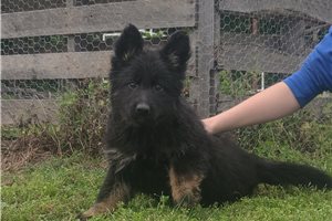 Celeste - German Shepherd for sale
