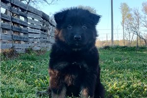 Cassandra - puppy for sale