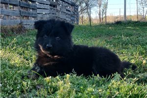 Celeste - puppy for sale