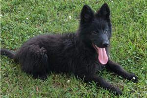 Carrie - German Shepherd for sale