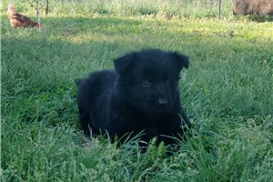Noah - puppy for sale
