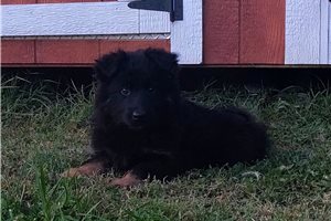 Wilhemina - puppy for sale