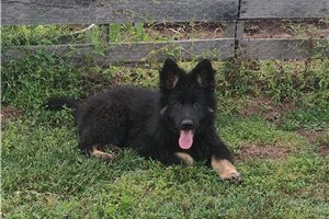 Chase - German Shepherd for sale