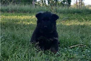 Natalie - German Shepherd for sale