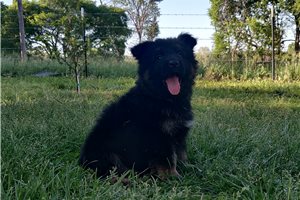 Naomi - German Shepherd for sale