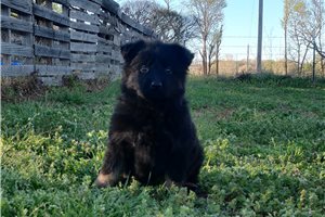Cleo - puppy for sale