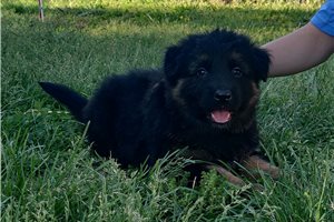 Nova - puppy for sale