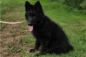 Nevaeh - German Shepherd for sale
