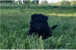 Nevaeh - German Shepherd for sale