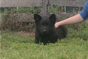 Cyrus - German Shepherd for sale