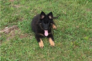 Collin - German Shepherd for sale