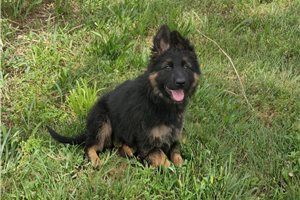 Nova - German Shepherd for sale