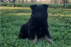 Chase - puppy for sale