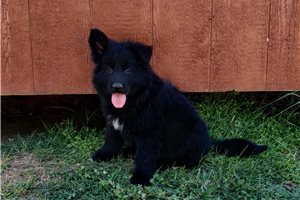 Noah - German Shepherd for sale