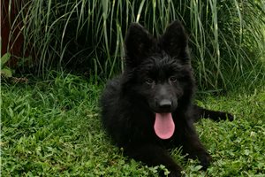 Nevaeh - German Shepherd for sale