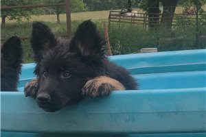 Chase - German Shepherd for sale