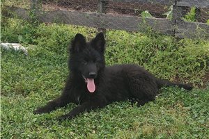 Cyrus - German Shepherd for sale