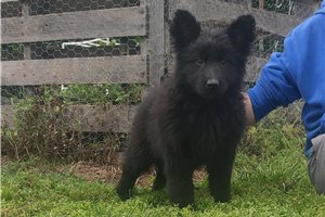 Carrie - German Shepherd for sale
