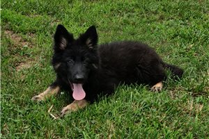 Chase - German Shepherd for sale